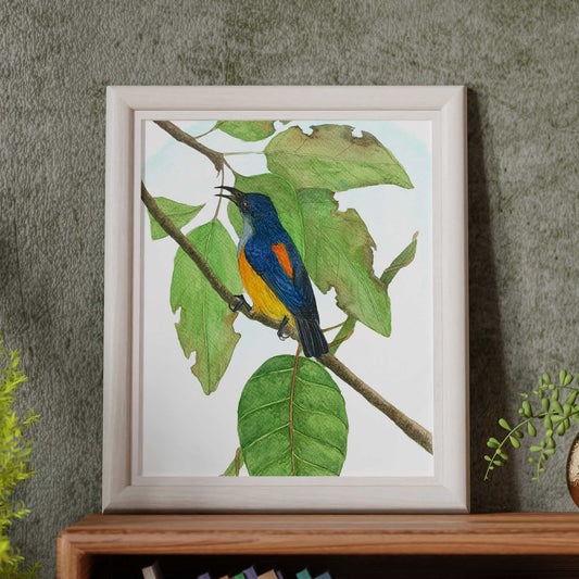 Studio Decorai Birds of India - Fire breasted Flowerpecker - Art Prints