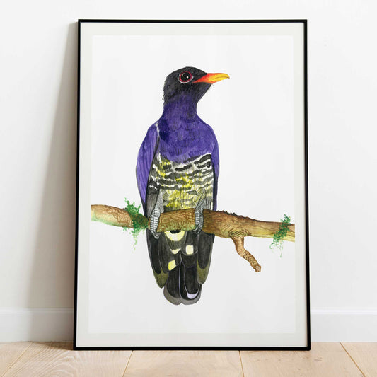 Studio Decorai A3 Birds of India - Violet Cuckoo - Art Prints
