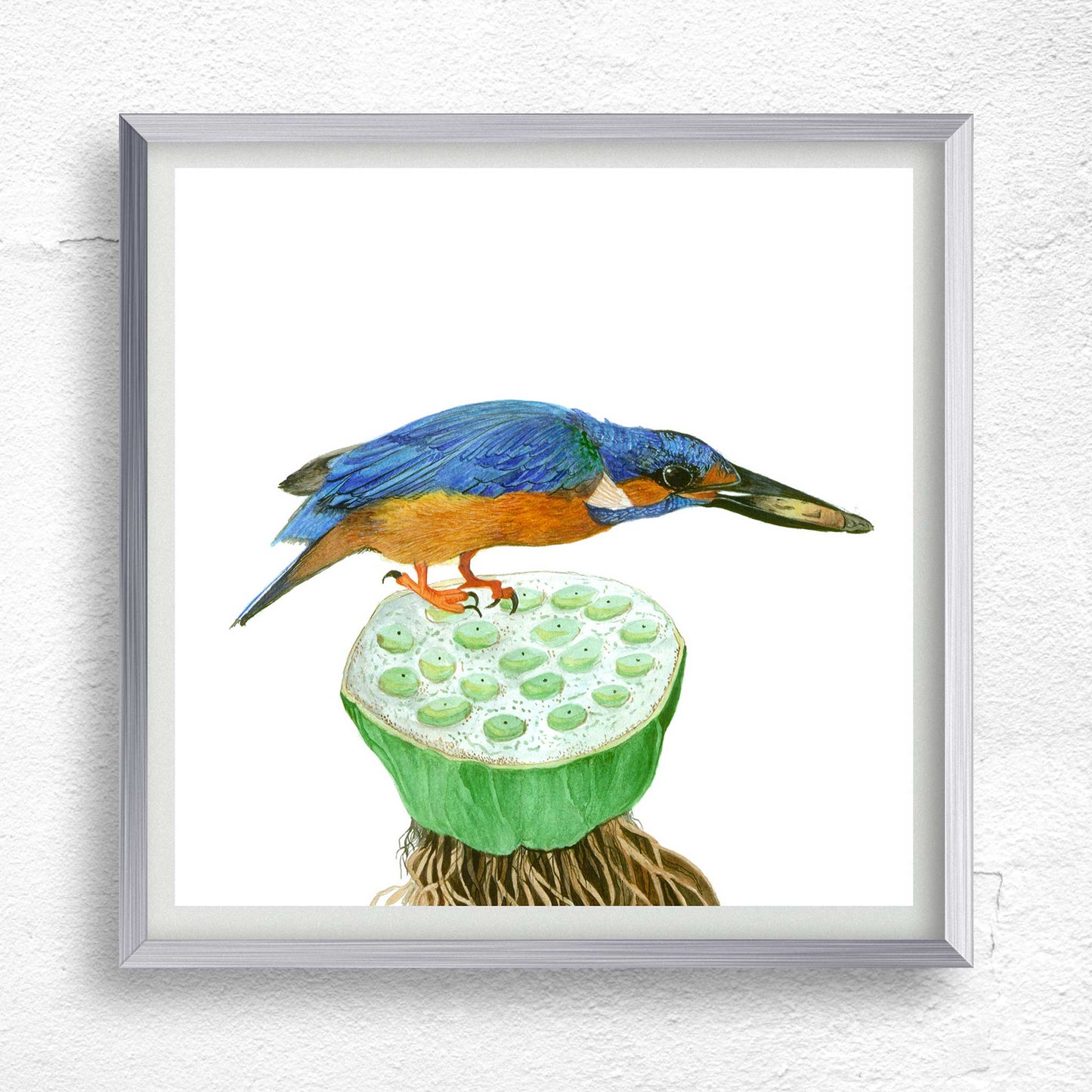 Studio Decorai Birds of India - Common Kingfisher - Art Prints