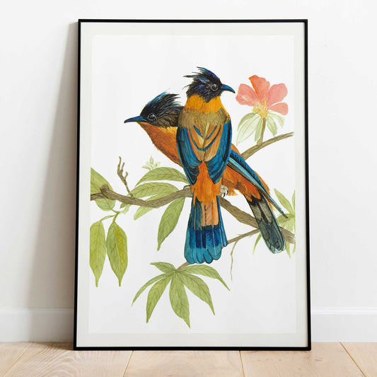 Studio Decorai Birds of India - Rufous Sibia - Art Prints